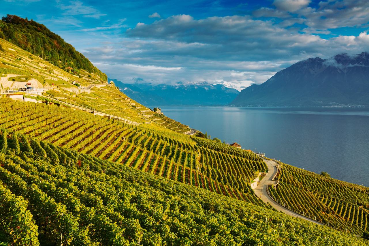 Vignobles de Lavaux en terrasses au bord du Léman