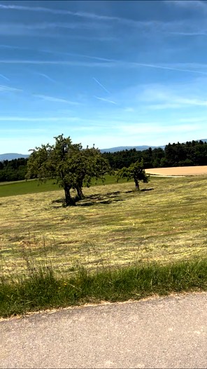 Verger et prairie fraîchement fauchée sous un ciel bleu, au nord de Lausanne